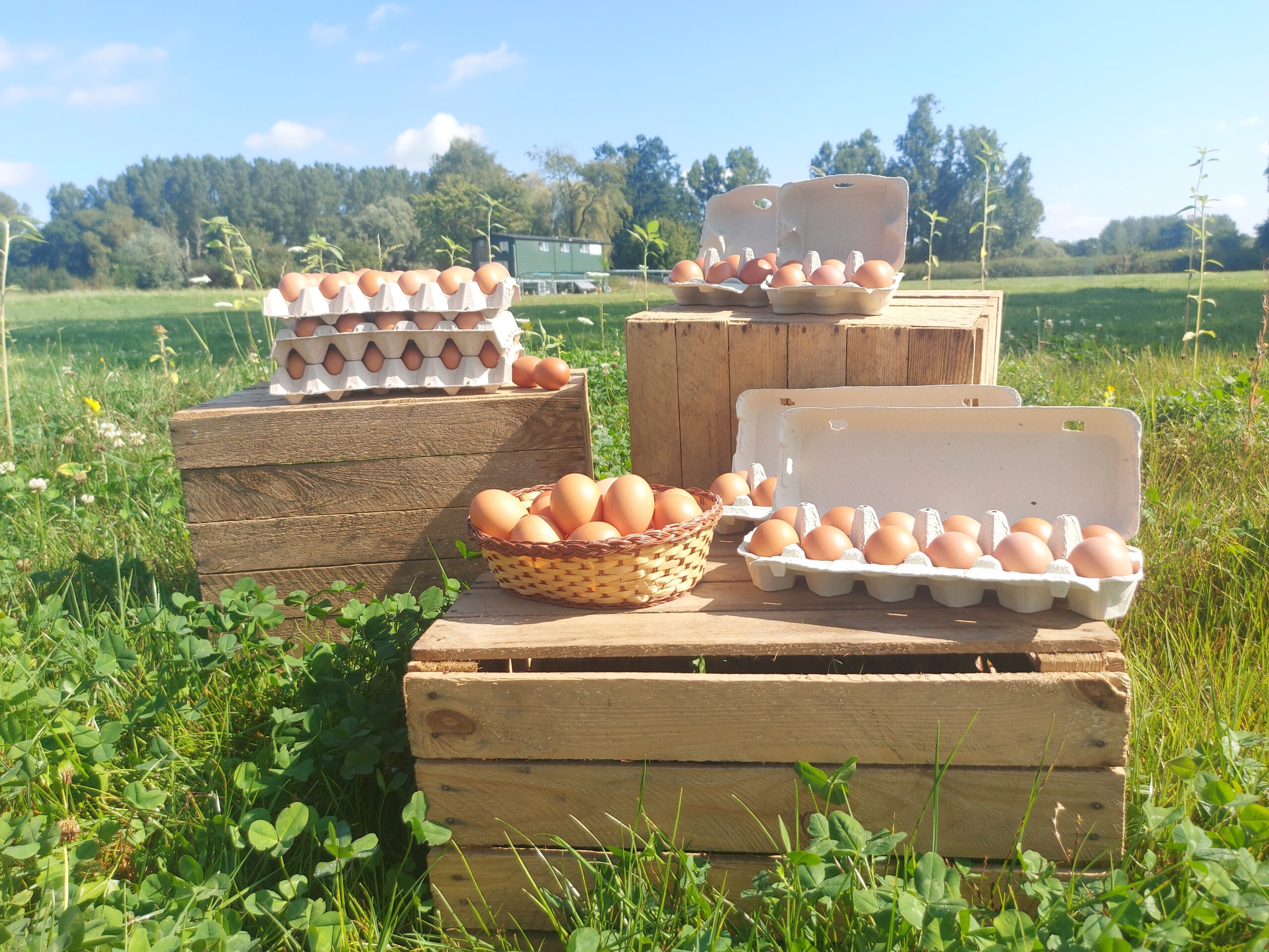 kippenweide_be_15 kippenweide_be_15